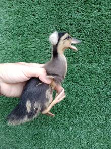 duck