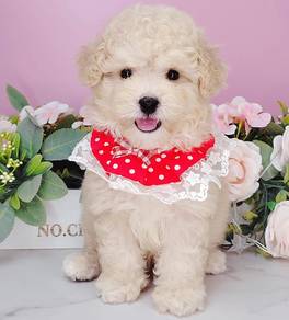 Poodle
