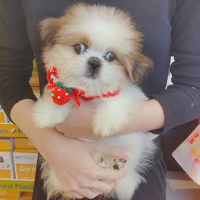 Shih Tzu
