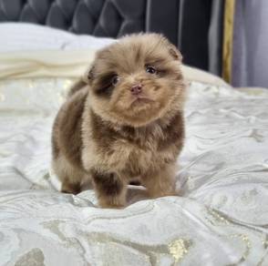 POMERANIAN PUPPIES A149 🌻 Sort of shine Boy~Girl
