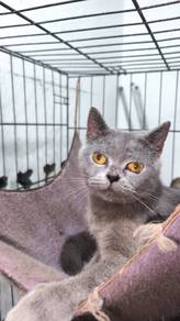 BSH Munchkin free