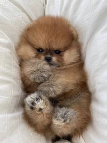 N2577 Yippy Pomeranian Tiny Cute Puppy Dog