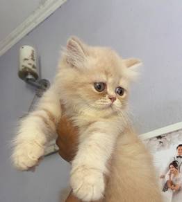 exotic longhair kitten for rehome
