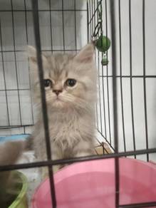 rehome cat
