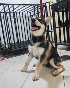 husky