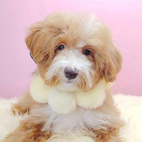 Maltipoo