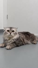 Scottish fold longhair