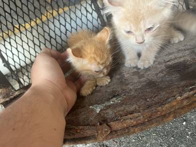 american curl sepasang