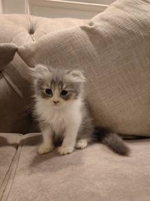 fold kitten