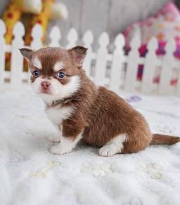 CHIHUAHUA PUPPIES VIP14🌷Head Apple Bonnie Dog