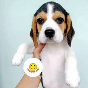 BB1000 Beagle puppies dogs