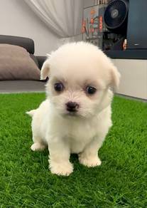 Shihpoo Female