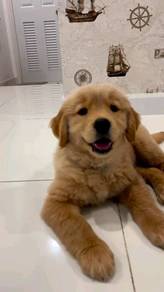 golden retriever puppies y