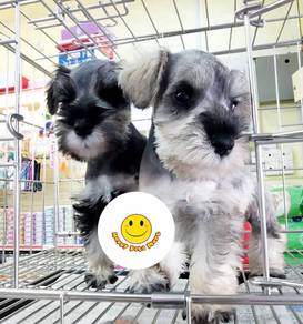 sc2199 Mini Schnauzer puppies