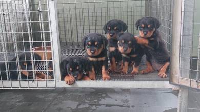 rottweiler puppies 