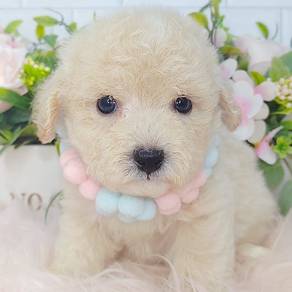 Toy Poodle