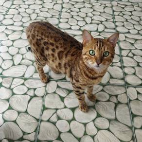 Kucing Bengal Jantan