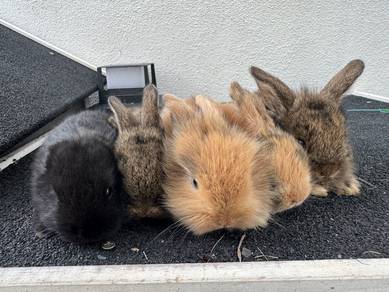 Holland lop 2 months old