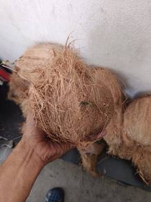 kelapa tua campur