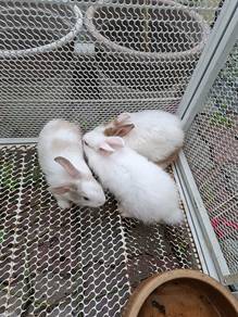 Arnab Rabbit murah
