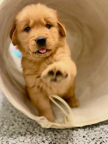 purebreed goldenretriever puppy available 