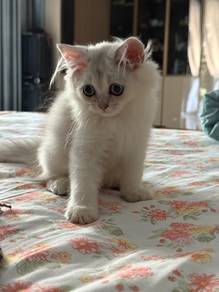 British long hair kitten