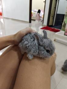 Rabbit for adopted