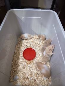 Hamster