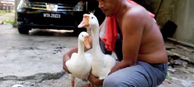 angsa sepasang