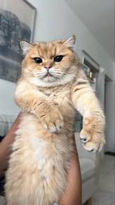 BSH Golden