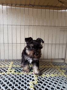 Schnauzer Girl Girl 