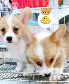 G-902 Welsh Corgi pretty puppy pet