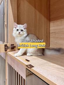 silver shaded British long hair cat kucing