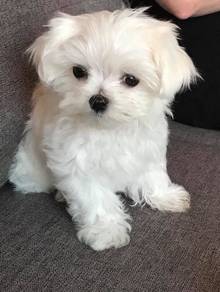 Loveable Maltese Marshallow Puppy Baby Puppy