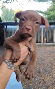 Pitbull XL Quality puppy