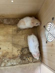 hamster syrian