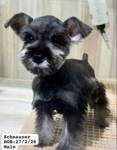 Schnauzer puppy for sale