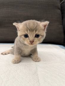 BSH Kitten