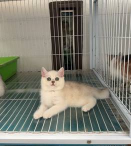 BSH color point kitten