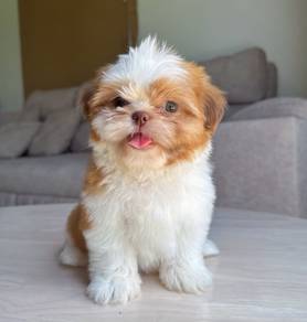 SHIH TZU PUPPIES A325 🌻 Small Dog Fluffy