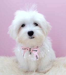 Maltese