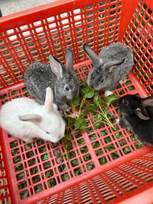 Anak arnab mix HL