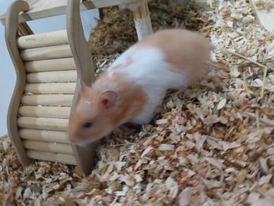Hamster syrian cheap to letgo
