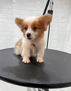 Corgi Long Coat High Quality puppies