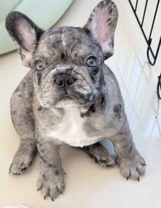 FRENCH BULLDOG PUPPIES G31🌻 Merle