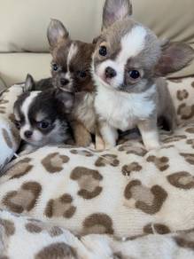 apple head Chihuahua 9