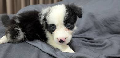 Premium Blue Merle Border Collie Puppy 