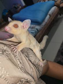 suger glider leusictic 