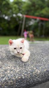 Kucing Cat