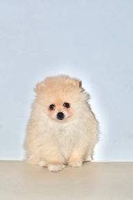 H43 Cute Pomeranian Puppy